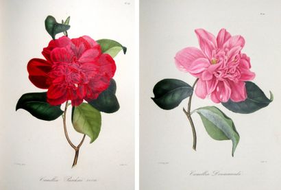 BERLESE (Abbé Laurent) - JUNG (J.-J.). Iconographie du Genre Camellia ou description...