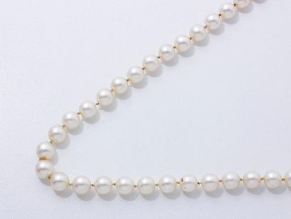 null Collier choker composé d'un rang de perles de culture d'environ 8.3 à 8.5 mm,...