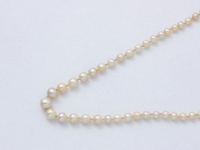 null Collier composé d'une chute de perles de culture d'environ 2.4 à 7 mm, certaines...