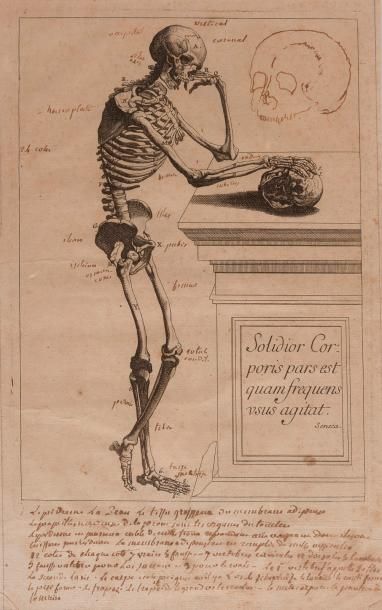 null ANDRE VESALE (1514 – 1564) D’APRES

Squelette debout

Planche pour illustrer...