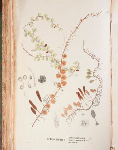 null Flora Javae nec Non insularum adjacentium, 1 vol. in-folio, Bruxellis Sumtibus...