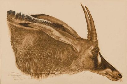 IACOVLEFF Alexander Evgenevich (1887-1938) Etude d'antilope, 1925 Estampe en couleurs,...