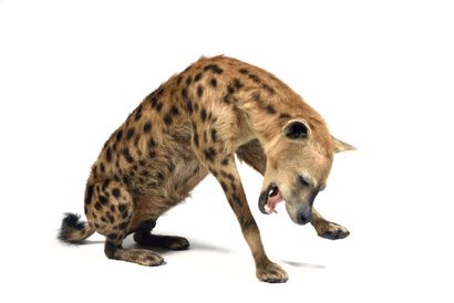 Hyène tachetée (Crocuta crocuta) (CH) :