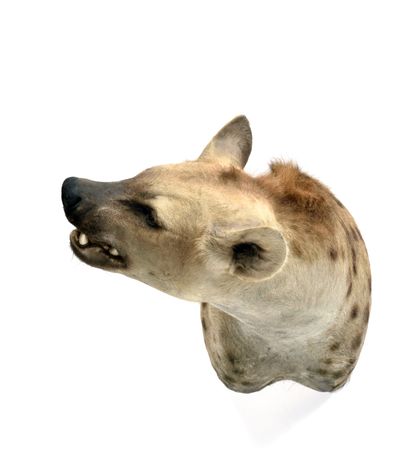 Hyène tachetée (Crocuta crocuta) (CH) : Hyène tachetée (Crocuta crocuta) (CH) :

magnifique...
