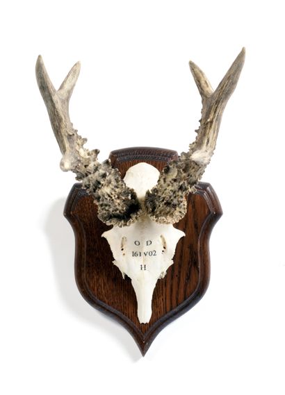 null Set of 10 European roe deer (Capreolus capreolus) (CH)

mounted on escutcheon...