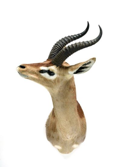 Gazelle de Waller ou Gerenuk
(Littocranius walleri walleri) (CH) :