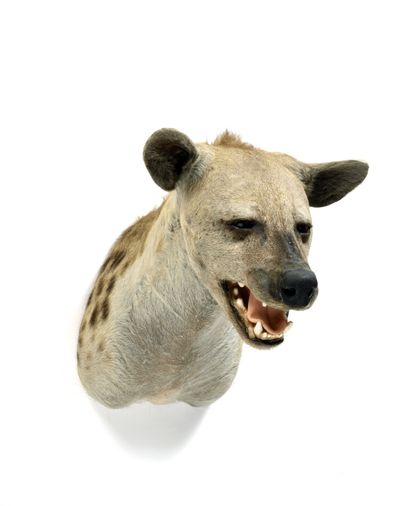Hyène tachetée (Crocuta crocuta) (CH) :