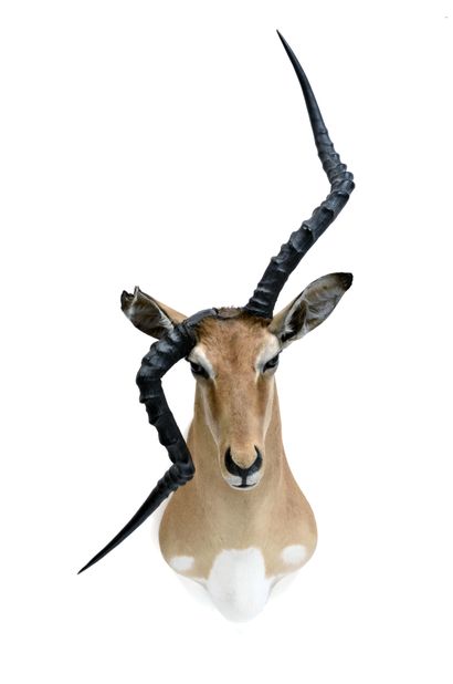 Impala (Aepyceros melampus). (CH) : Impala (Aepyceros melampus). (CH) :

tête en...