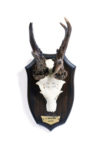 null Set of 10 European roe deer (Capreolus capreolus) (CH)

mounted on escutcheon...