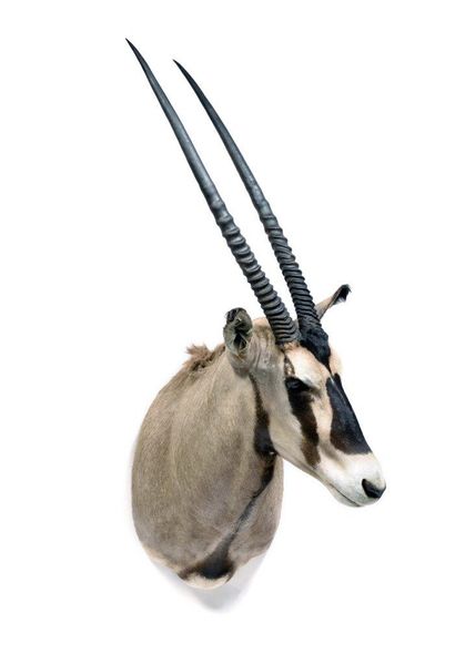 Oryx Beïsa (Oryx beisa) (CH) : Oryx Beïsa (Oryx beisa) (CH) :

tête en cape d’une...
