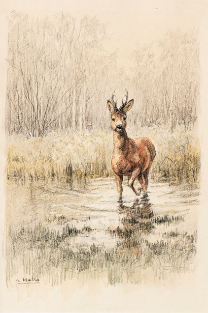 Charles Jean HALLO (1882-1969) Charles Jean HALLO (1882-1969)

The surprised deer

Colored...