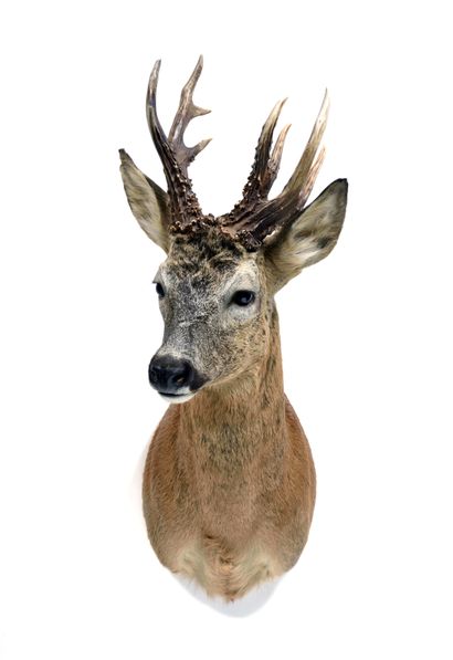 Chevreuil d’Europe (Capreolus capreolus) (CH) : European roe deer (Capreolus capreolus)...