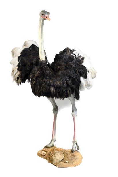 Autruche (Struthio camelus) (NR) : Ostrich (Struthio camelus) (NR) : beautiful

naturalized...