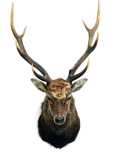 Cerf Sika (Cervus nippon) (CH) : Sika deer (Cervus nippon) (CH):

head in cape of...