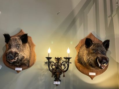 Four boars, heads in cape

H: 80 cm appr...