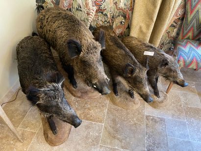 Four naturalized boars
