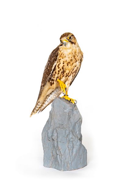 null Faucon sacre (Falco cherrug)

(II / A-CE) bagué :

spécimen naturalisé présenté

sur...