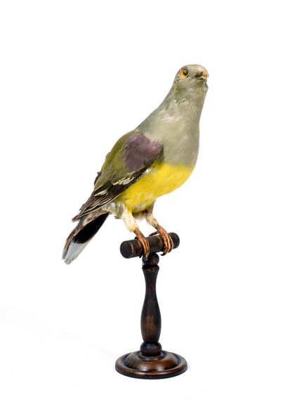 null Colombar waalia ou en

synonymie Pigeon à épaulettes

violettes (Treron waalia)...