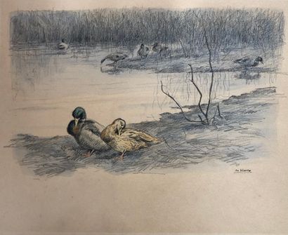 Charles HALLO (1882-1969) Charles HALLO (1882-1969)

Canards col vert

au bord d’un...