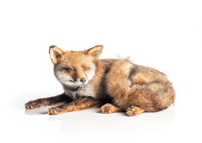 RENARD FROST
(Vulpes vulpes)
Recumbent