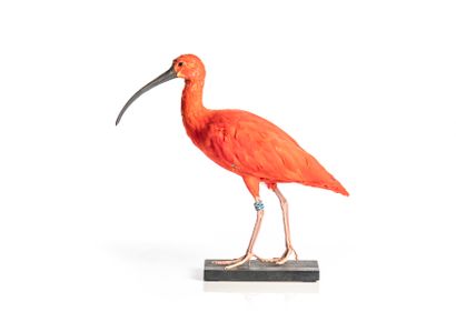 IBIS ROUGE RED IBIS 
(Eudocimus ruber)
Male, presented on a wooden base
II/B, born...