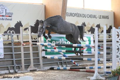 EDELWEISS LILI Age: 3 ans Selle Français
Sexe : Femelle
Robe: Grise
Père : Chacco...