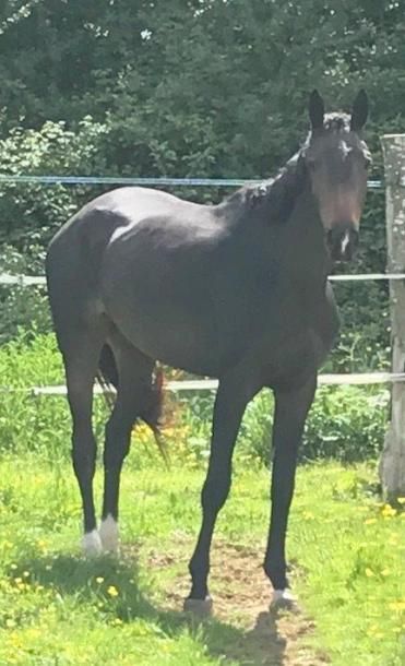 ELLE DE LOANN 
Age: 3 ans, Selle Français

Sexe: Femme

Robe: Noipan

Père: Voltaire

Mère:...