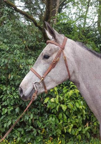 EDELWEISS LILI - VENTE DE CHEVAUX XXL 
RESULTAT SUR DEMANDE : contact@digard.com
SF...