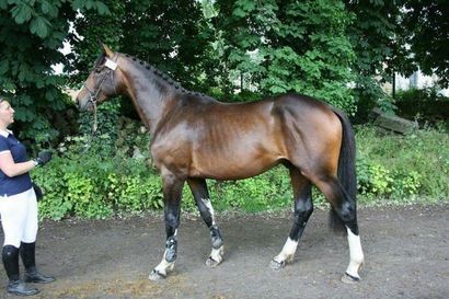 SELECTION CHEVAUX XXL - ESPOIR DE LEURVEN RESULTAT SUR DEMANDE : contact@digard.com

TVA...