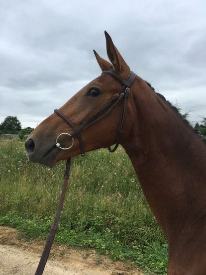 GRACIOSO D'AUROIS Selle Français Mâle Bai 2 ans
 									

			

			
HARDI DU MANOIR...