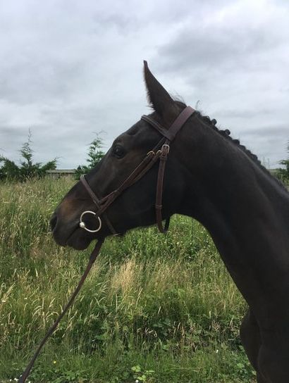 GROOVE COCO LIBELLULE Selle Français Mâle Bai 2 ans
TVA 20
 									

			

			
KANNAN...