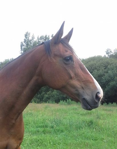 OELLA LIBELLULE 
Selle Français Femelle Bai 16 ans Poulinière
									

			

			
DANDY...