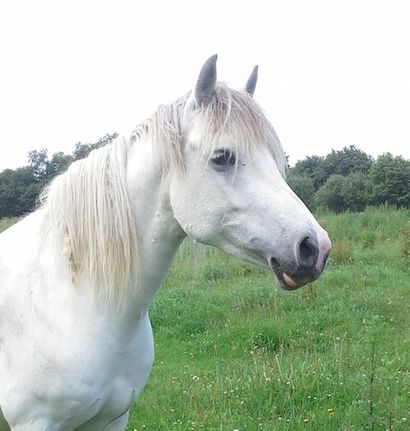 VELOUSIA DE VUZIT 
Poney Français de Selle Femelle Gris 9 Ans Poulinière
									

			

			
QUABAR...