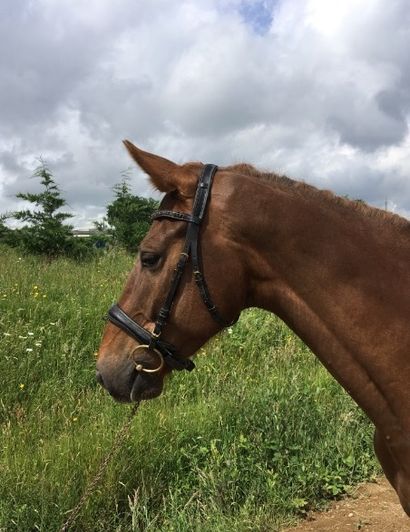 CHARLESTON D'AUROIS TVA
Selle Français Hongre Alezan 6 ans
2 parcours deen concours...