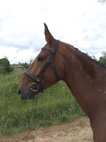 DAILYSON D'AUROIS TVA
Selle Français Hongre Bai 5 ans
 									
HARDI DU MANOIR									
BAYARD...