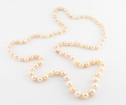 null Collier de perles de culture en chute de 5,5 à 8 mm. de diamètre environ.