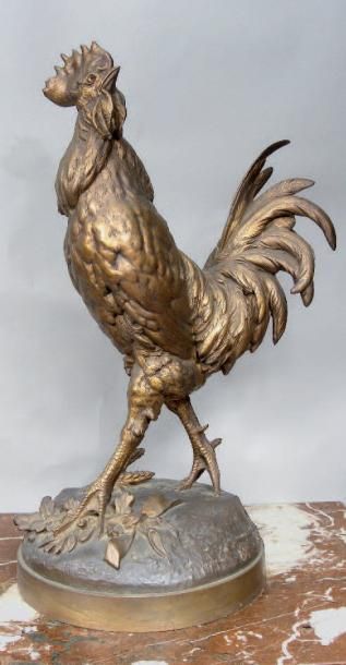 Paul COMOLERA (1818-1897) Coq en bronze. Sujet en bronze. H.: 64 cm