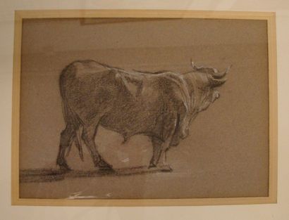 ECOLE FRANÇAISE DU XIXe Taureau, dessin. 13 x18 cm