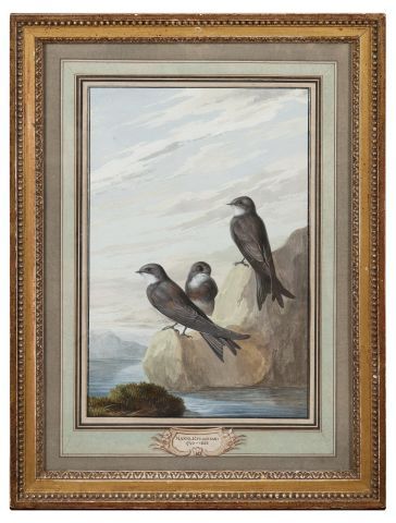 null Christian Von MANNLICH (1741-1822) 
Oiseau de tempête, Trois oiseaux. 
Deux...