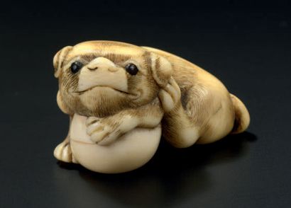 JAPON - Milieu Epoque EDO (1603-1868) 
Netsuke en ivoire, chiot couché posant les...