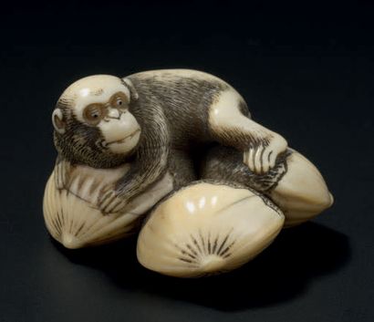 JAPON - XIXE SIÈCLE 
Ivory Netsuke, monkey perched on four adjoining chestnuts, finely...