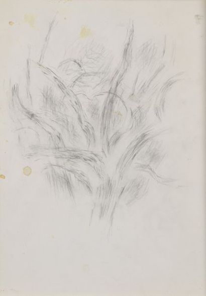 Jean René Bazaine (1904-2001) Étude d'arbre
Dessin, cachet timbre à sec de la succession...