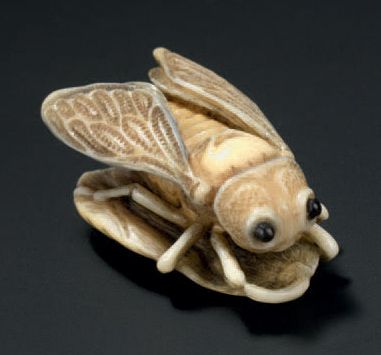 JAPON - XIXE SIÈCLE 
Netsuke in ivory, cicada resting on a folded lotus leaf, its...
