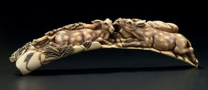 JAPON - XXe siècle 
Dent de phacochère sculptée de deux daims tachetés couchés parmi...