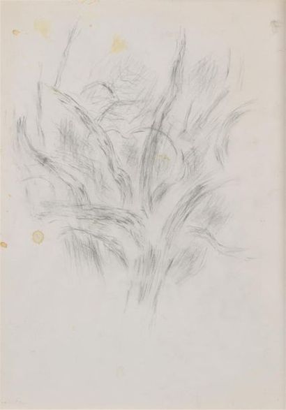 null Jean René BAZAINE (1904-2001) Etude d'arbre Dessin, cachet timbre à sec de la...