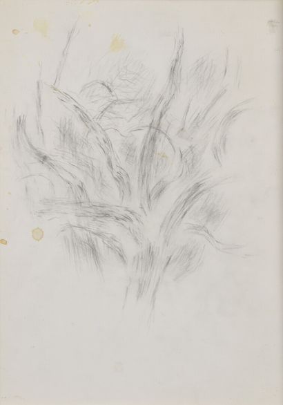 Jean René BAZAINE (1904-2001) 
Etude d'arbre...