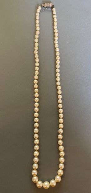 Necklace of 79 cultured pearls in fall, the...