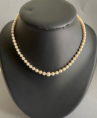 Necklace of 94 pearls of culture in fall....