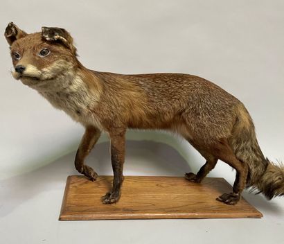 null Stuffed fox, standing, on a wooden base.

52 x 76 cm

Accidents.