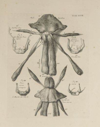 null COWPER, William - Myotomia Reformata. Or an Anatomical Treatise on the Muscles...